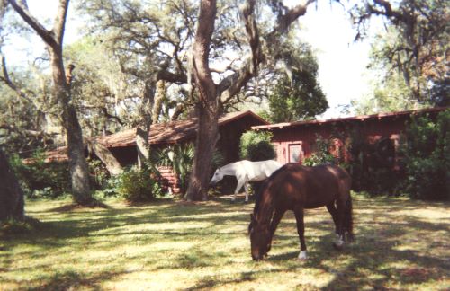 Khan and Rocki at our log cabin house on 30 acres. Picture from around 1999. My large bedroom left end of house view. The old 65x45 in-ground pool structure is on left/West side with another 20×20 Coleman pool inside the old pool opening.