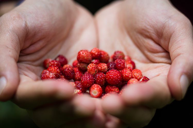 Alex Ciobanu pic of berries from Unsplash