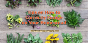 Tips on Learning How to Forage on Your Homestead Property Properly