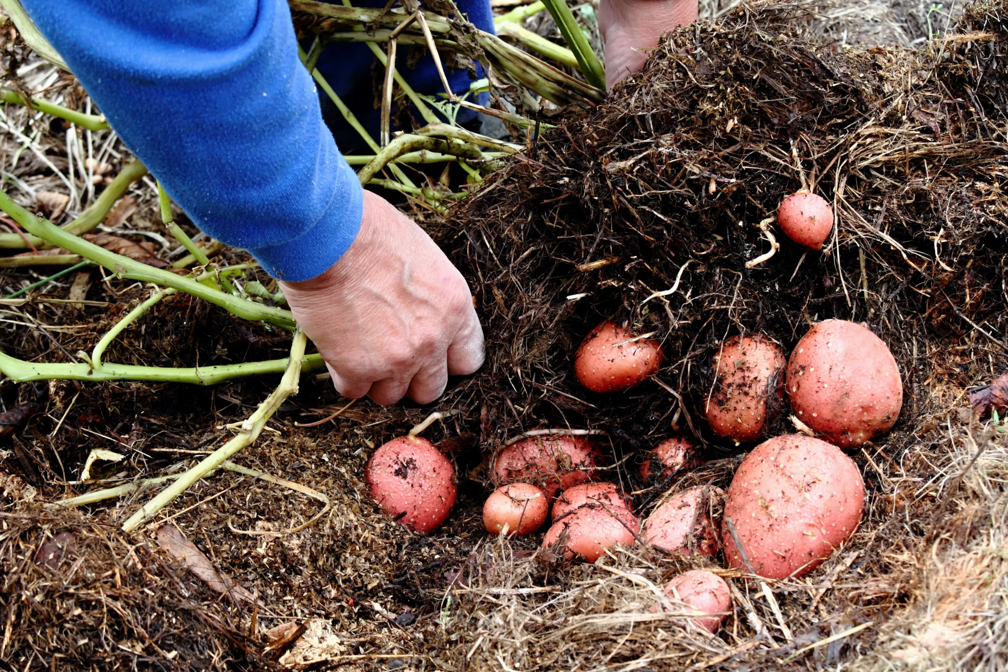 What Is Permaculture in Survival? from survivalpreppersupply.com and SURVIVAL PREPPER SUPPLY KITS