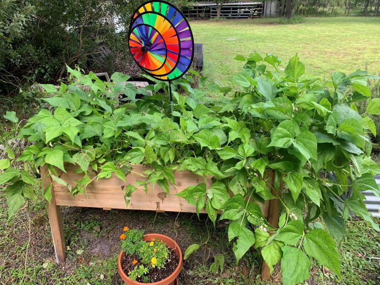 Beans in my survival garden. They expanded more than I thought!