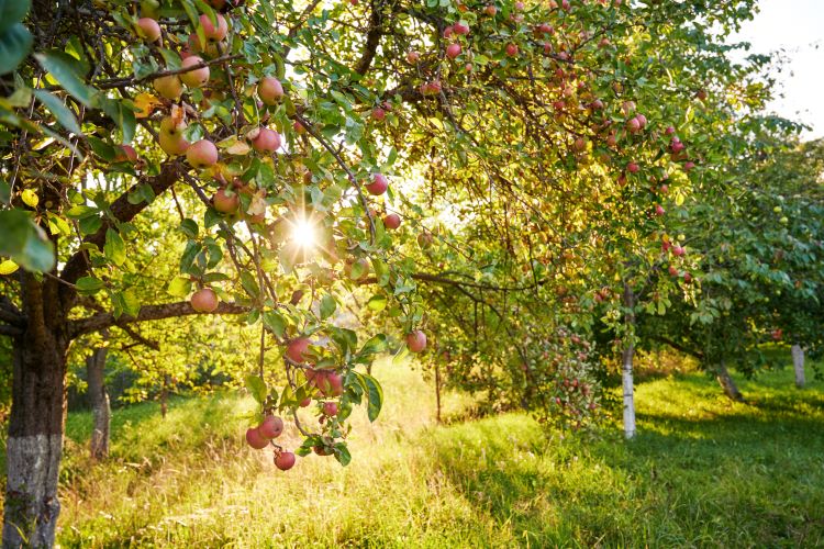 Garden fruit trees.