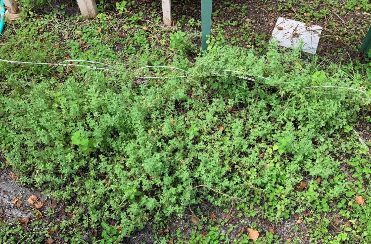 Oreqano in the ground in my survival garden. Thyme is to the right. More oregano, rosemary, and a ton of mint are in raised containers.