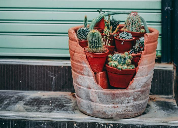 ANCIENT FOOD STORAGE TECHNIQUES. CLAY ZEER POTS by Photo by <a href="https://unsplash.com/@ocvisual?utm_content=creditCopyText&utm_medium=referral&utm_source=unsplash">OC Gonzalez</a> on <a href="https://unsplash.com/photos/cactus-plants-in-clay-pots-7BvIQoW8rMo?utm_content=creditCopyText&utm_medium=referral&utm_source=unsplash">Unsplash</a>      