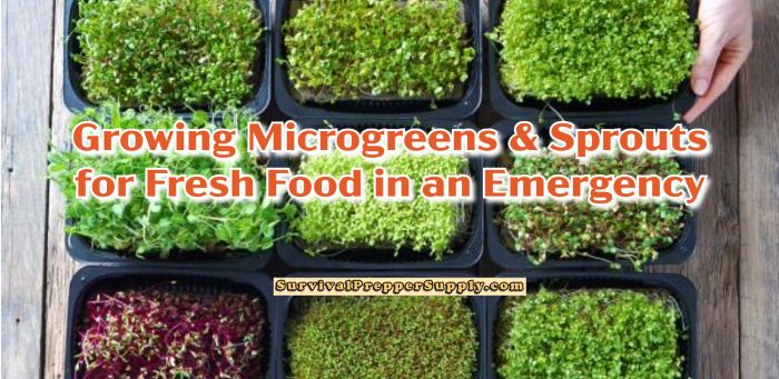 Growing Microgreens & Sprouts for Fresh Food in an Emergency